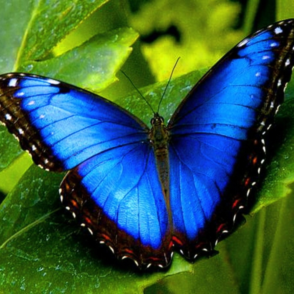 Meet your Posher, Suzette